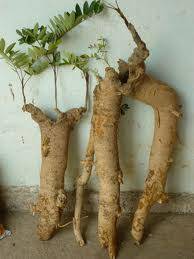 Tăng cường sinh lý, khắc phục chứng mãn dục sớm bẳng thảo dược Bá Bệnh